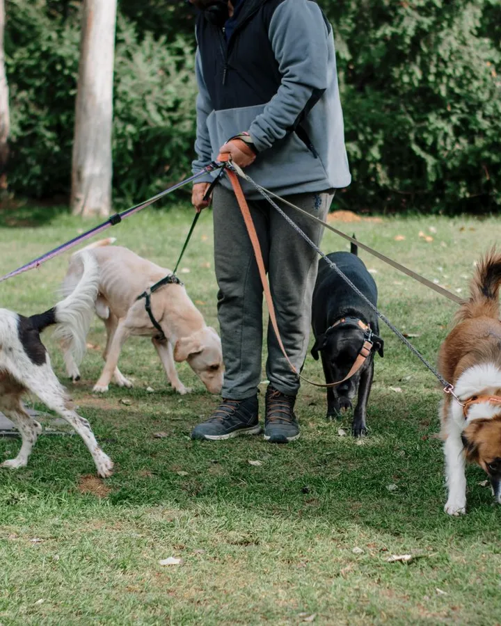 Passeador com vários cachorros no parque